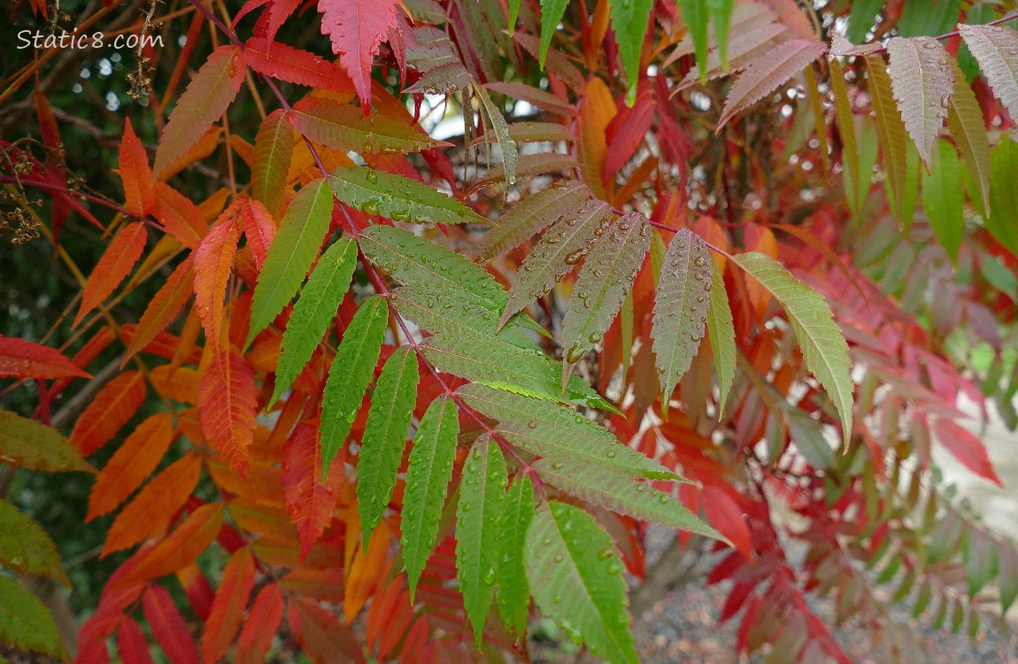 Green and red leaves