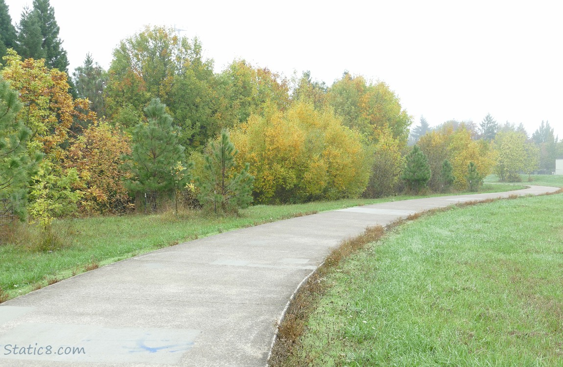 Trees next to the bike path