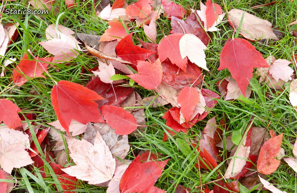 red maple leave in the grass