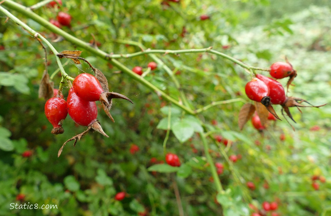 Rose hips on the plant