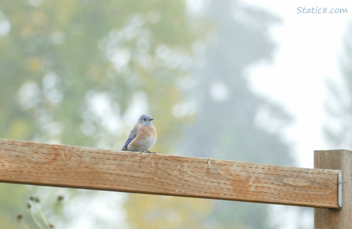 Western Bluebird standing on a wood fence, blurry trees in the background