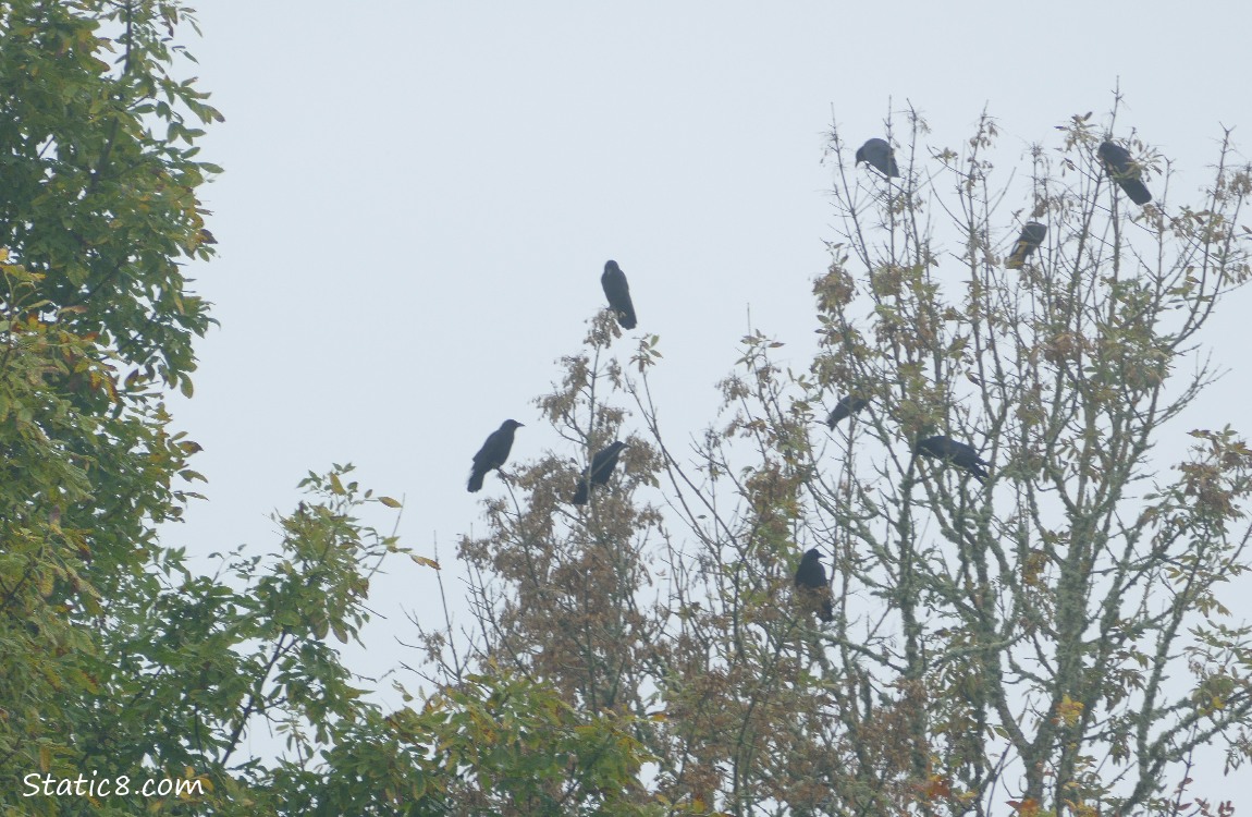 Nine Crows standing in a tree
