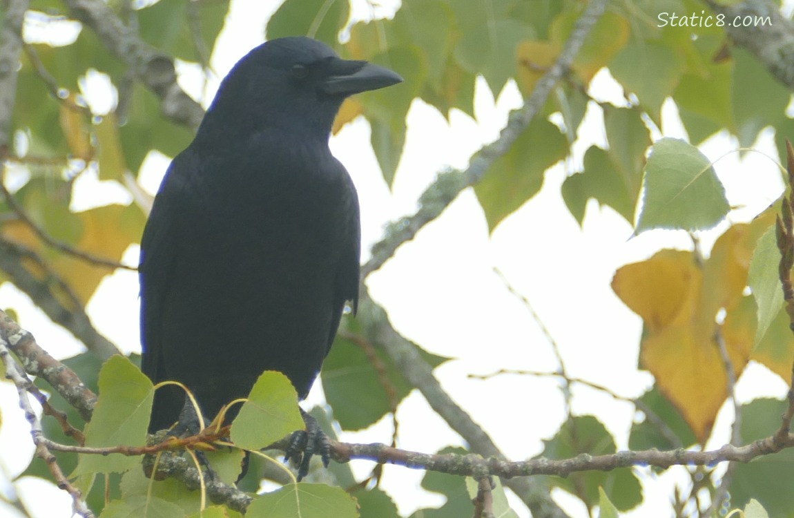 Crow standing in a tree