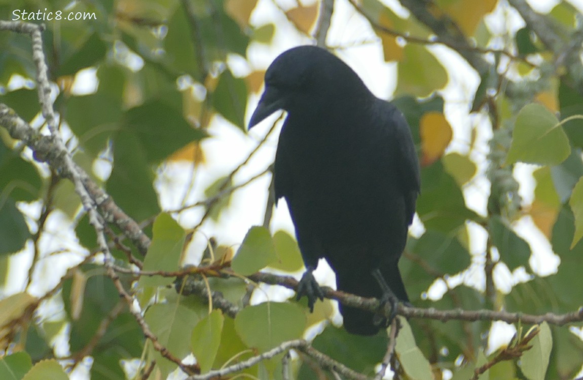 Crow standing on a twig in a tree