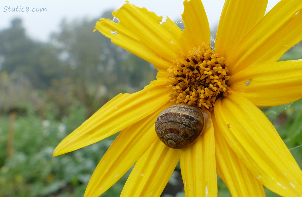 Sun Choke bloom with a snail