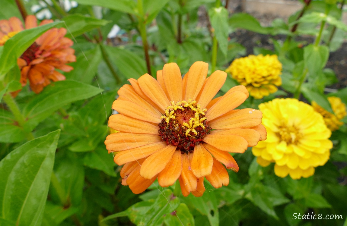 Zinnia blooms in orange and yellow