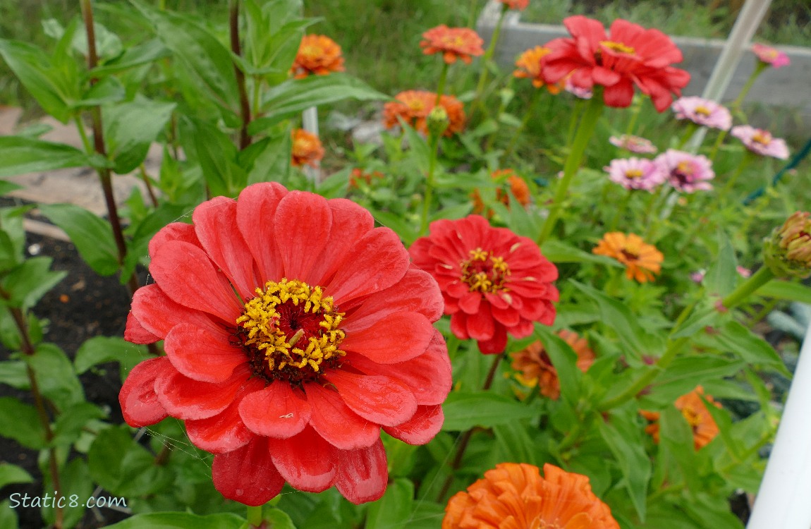Zinnia blooms in red and orange and pink