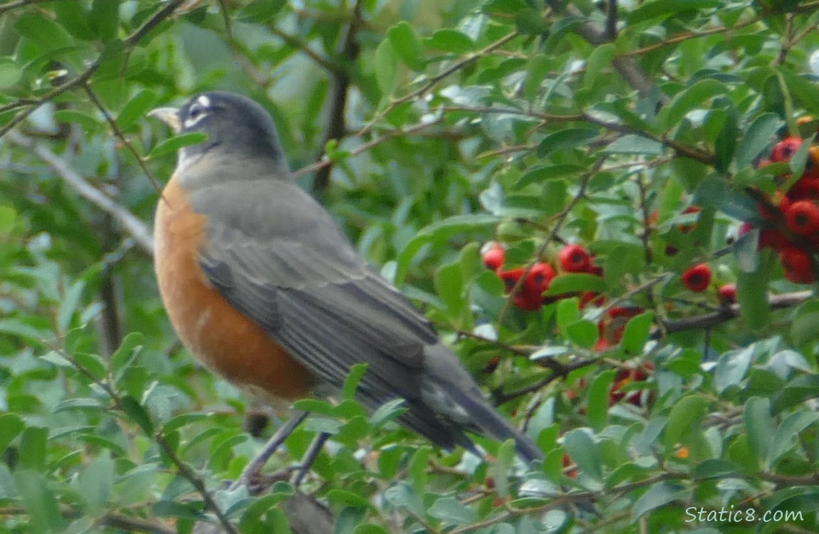 Robin standng in a shrub surrounded by leaves and red berris