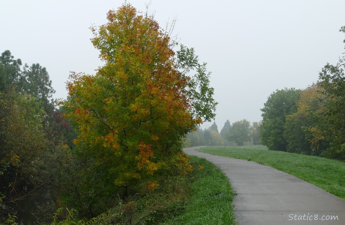 trees along the bike path
