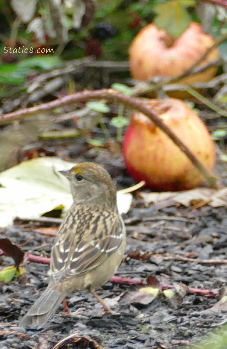 Golden Crown Sparrow standing on the ground with two fallen apples in the background