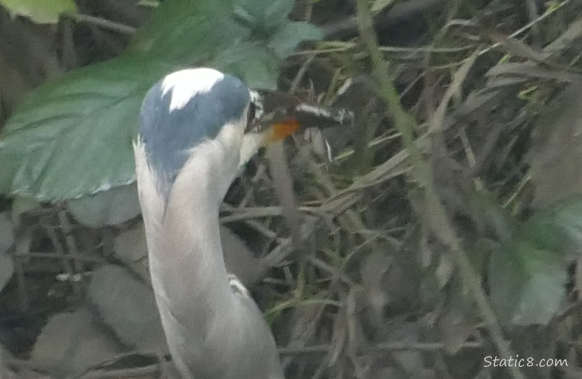 Great Blue Heron with a crawdad in her beak
