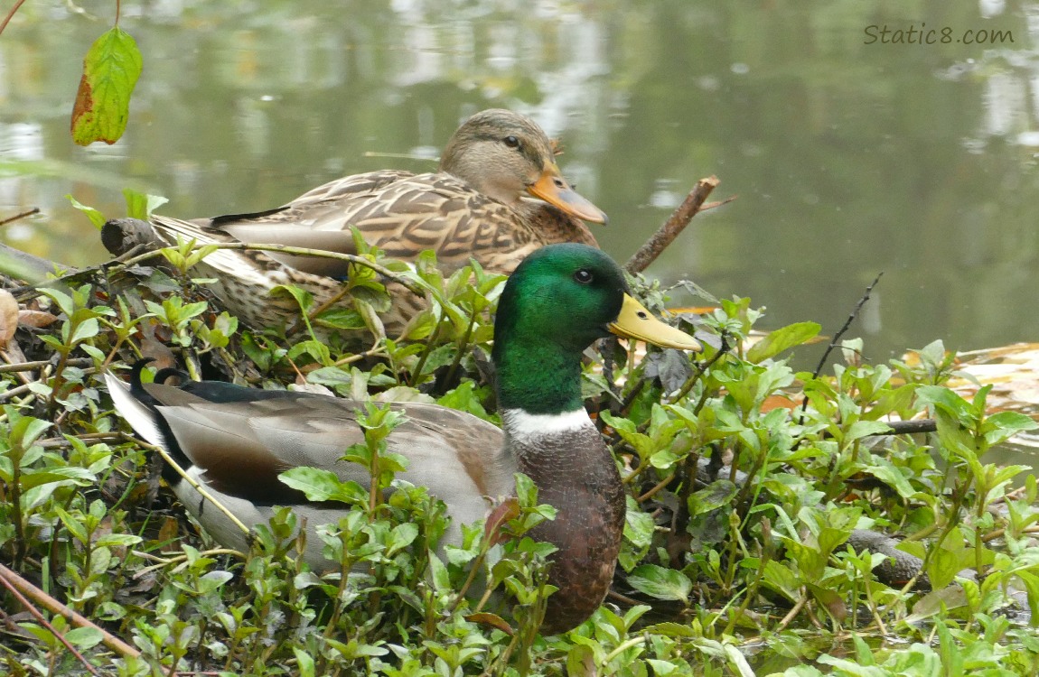 Female and male Mallard sitting on the bank of the creek