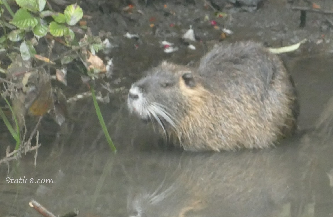 Nutria standing in water close to the muddy bank