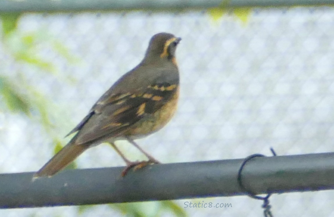 Blurry Varied Thrush on a metal fence