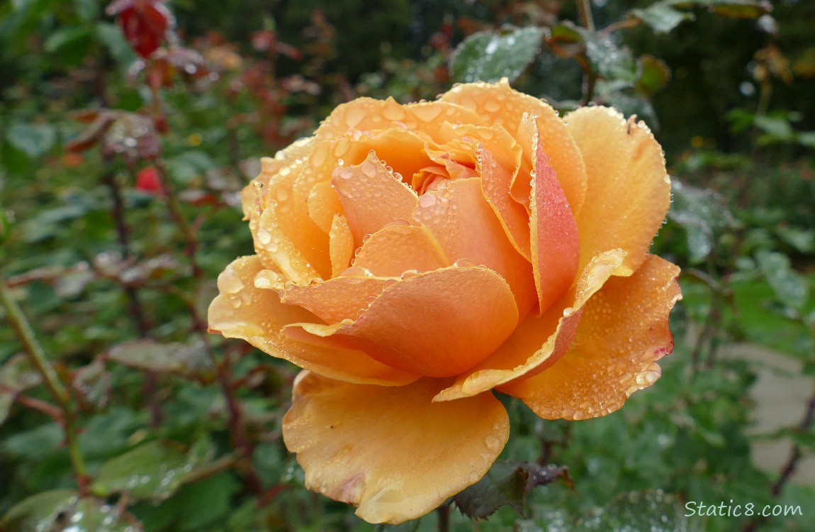 Orange rose covered in dew