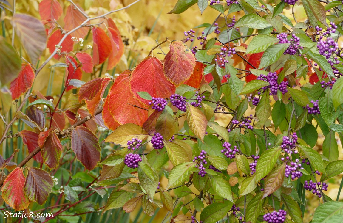 Beauty Berries surrounded by red and yellow and green leaves