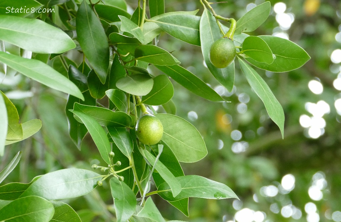 Green Olives hanging from the tree