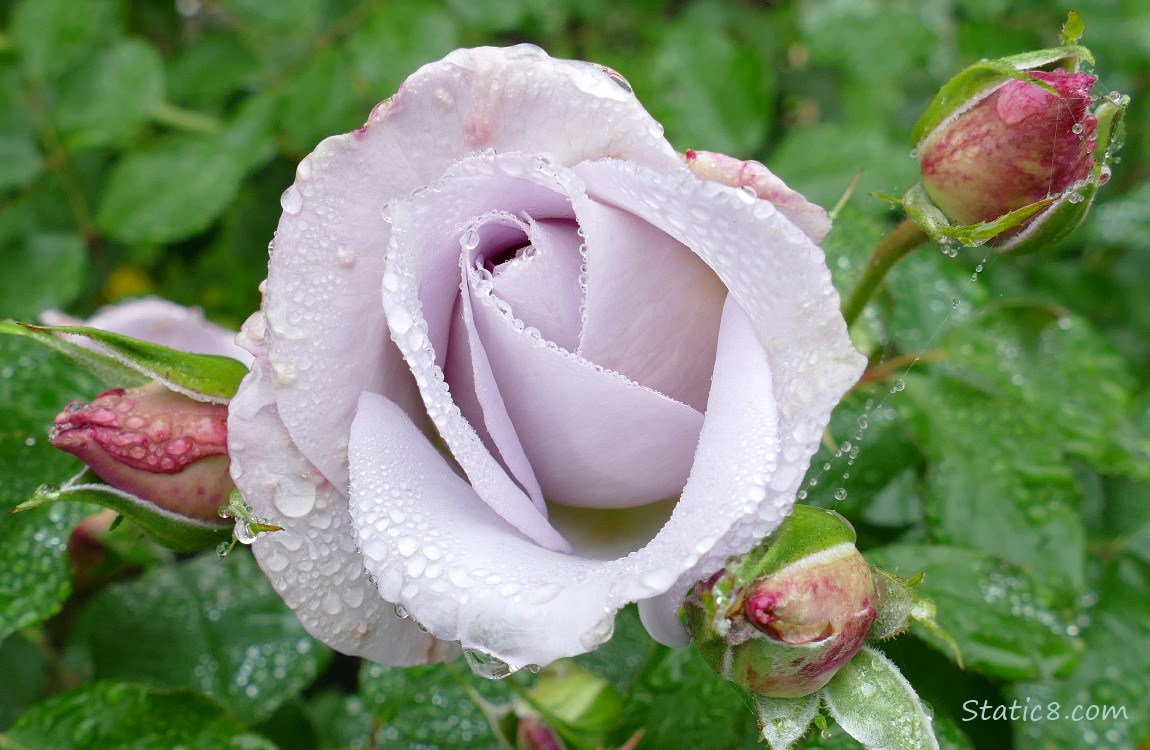 purplish-pink rose bud