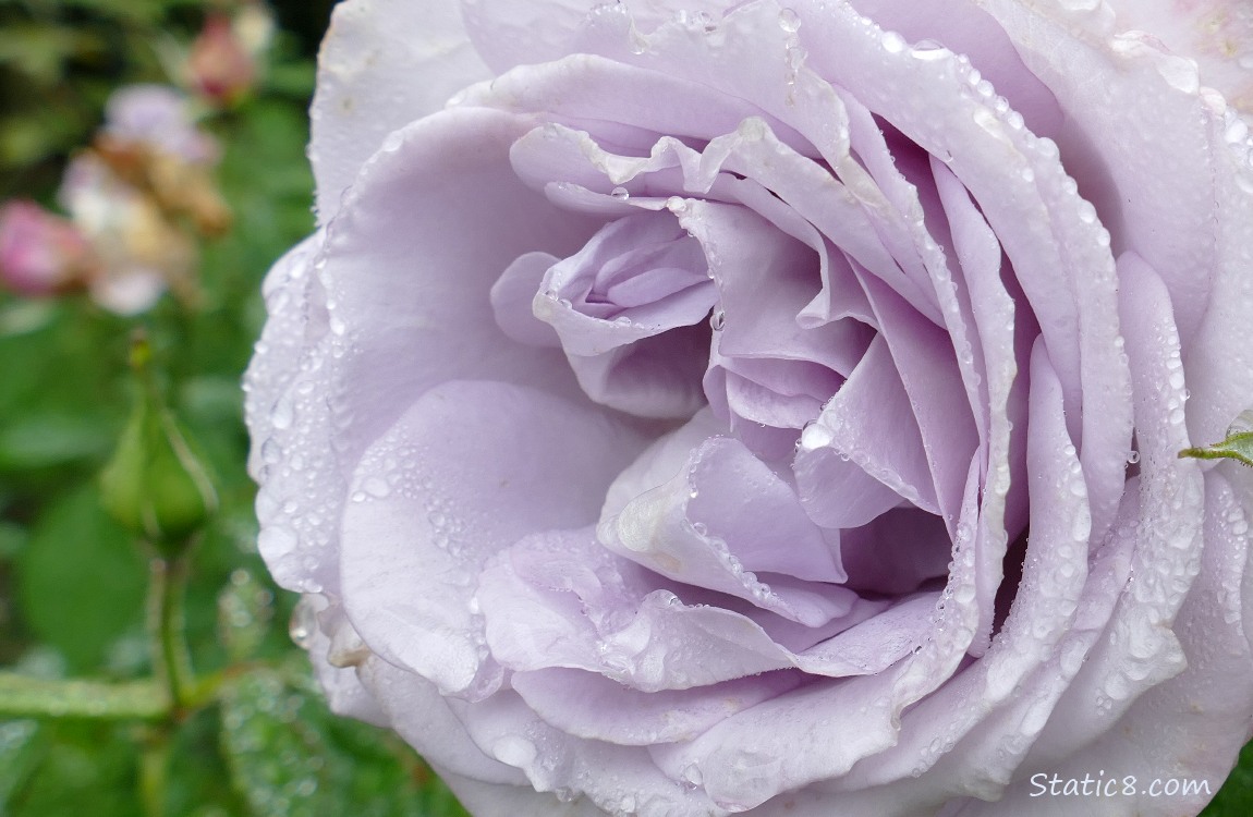 purplish-pink rose
