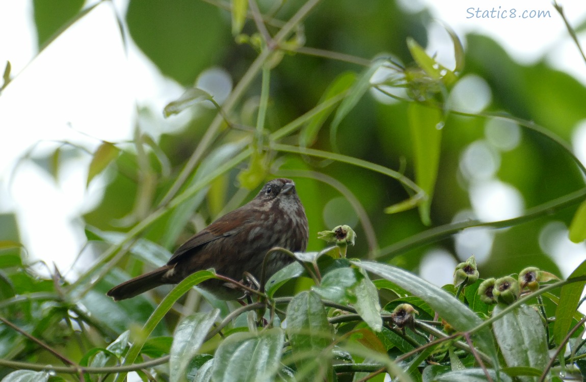 Song Sparrow surrounded by vines