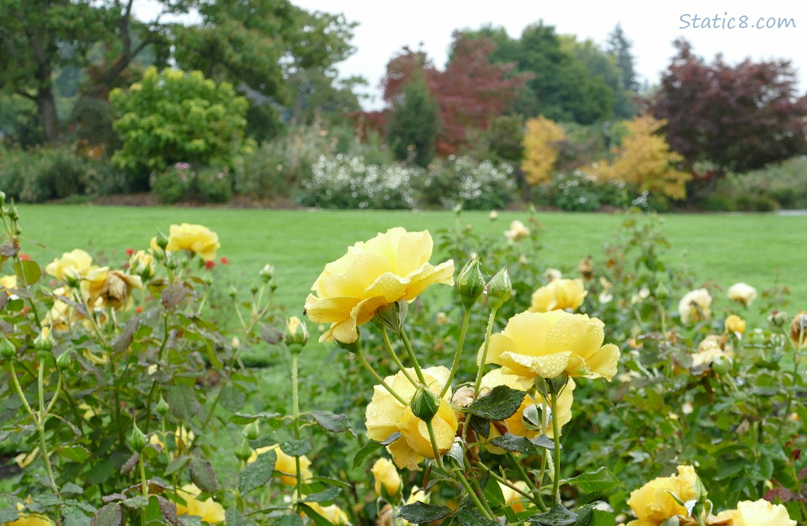 Yellow roses with blooms and autumn colour in the background