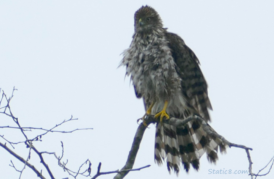 hawk standing on a snag