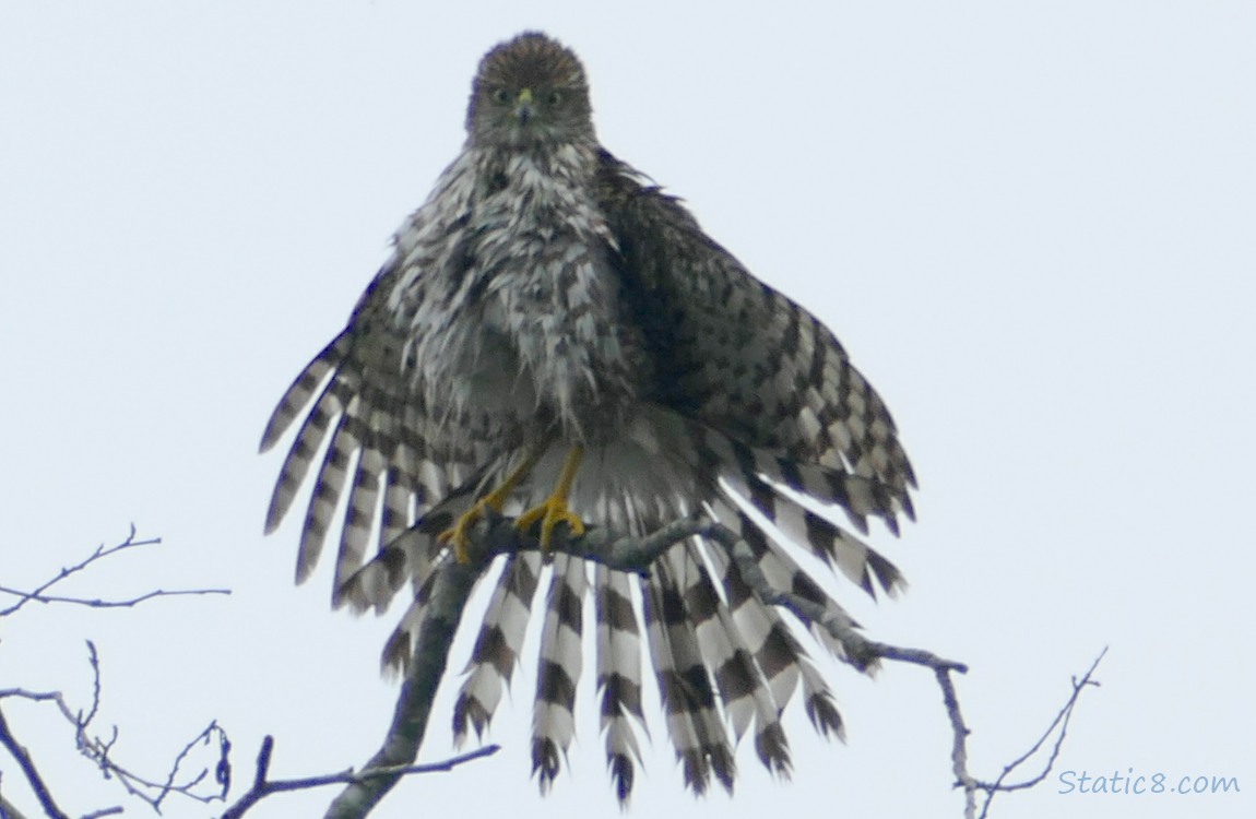hawk standing on a snag