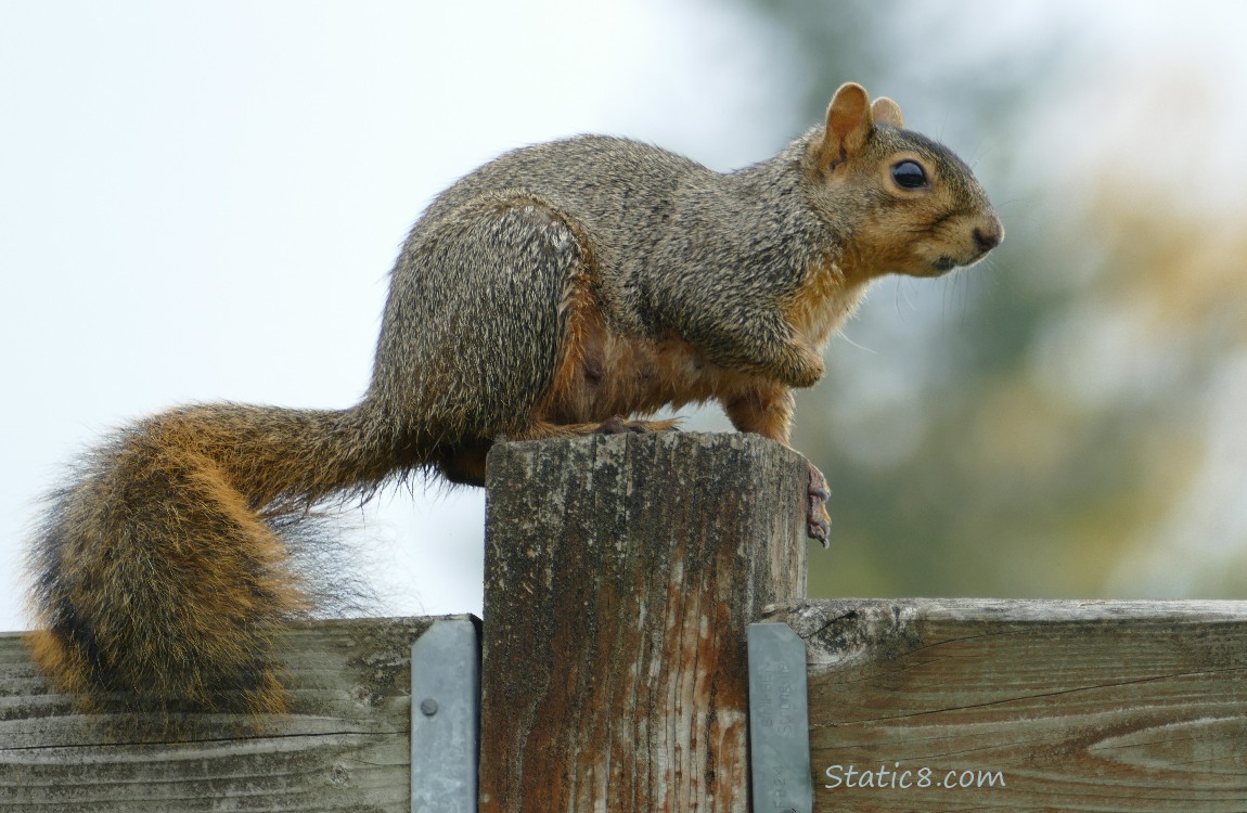 Eastern Fox Squirrel standing on a wood post
