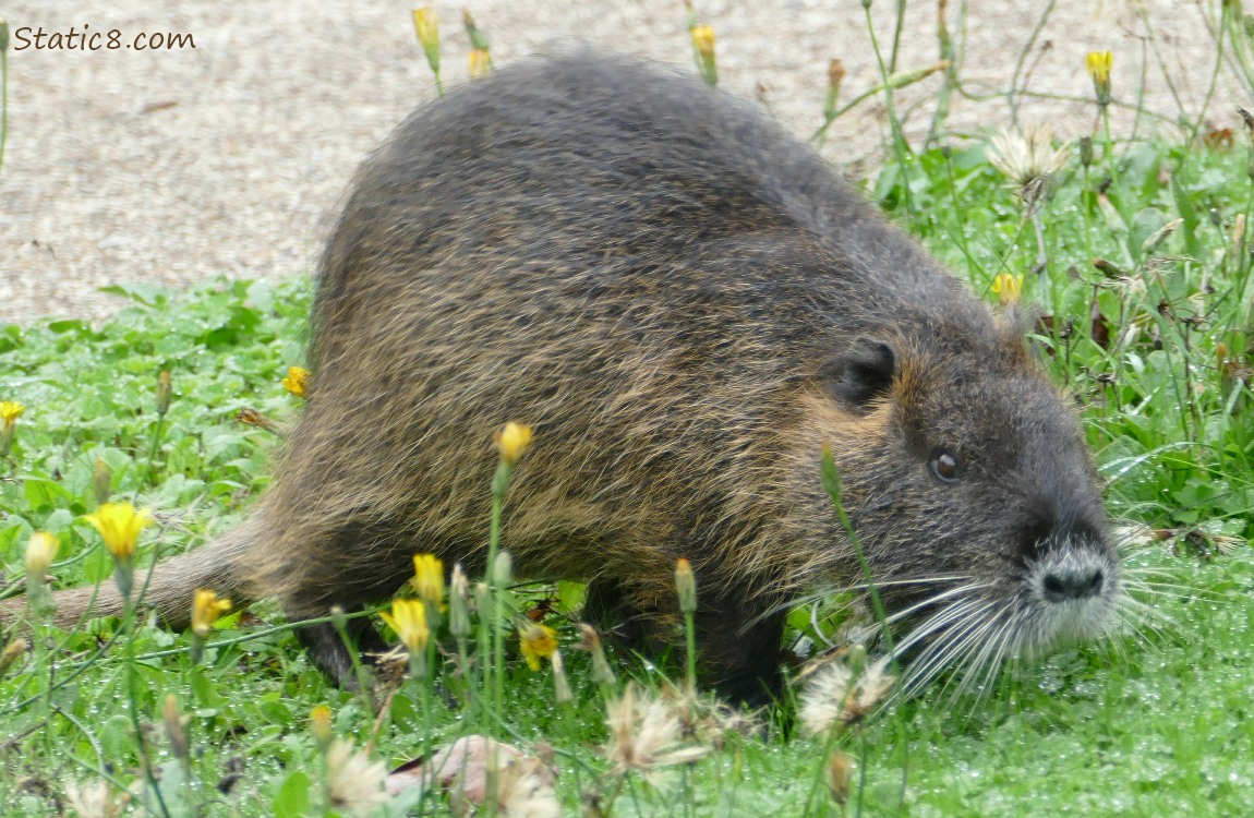 Nutria standing in the grass with dandelions