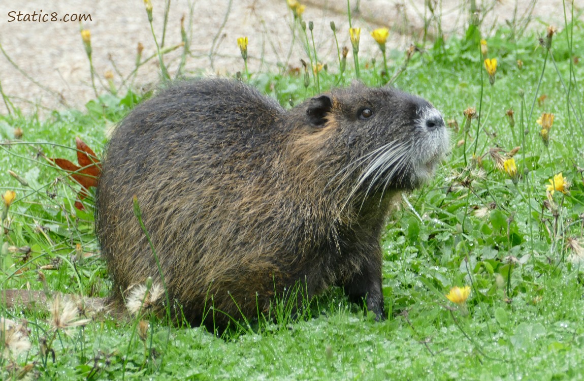 Nutria standing in the grass with dandelions