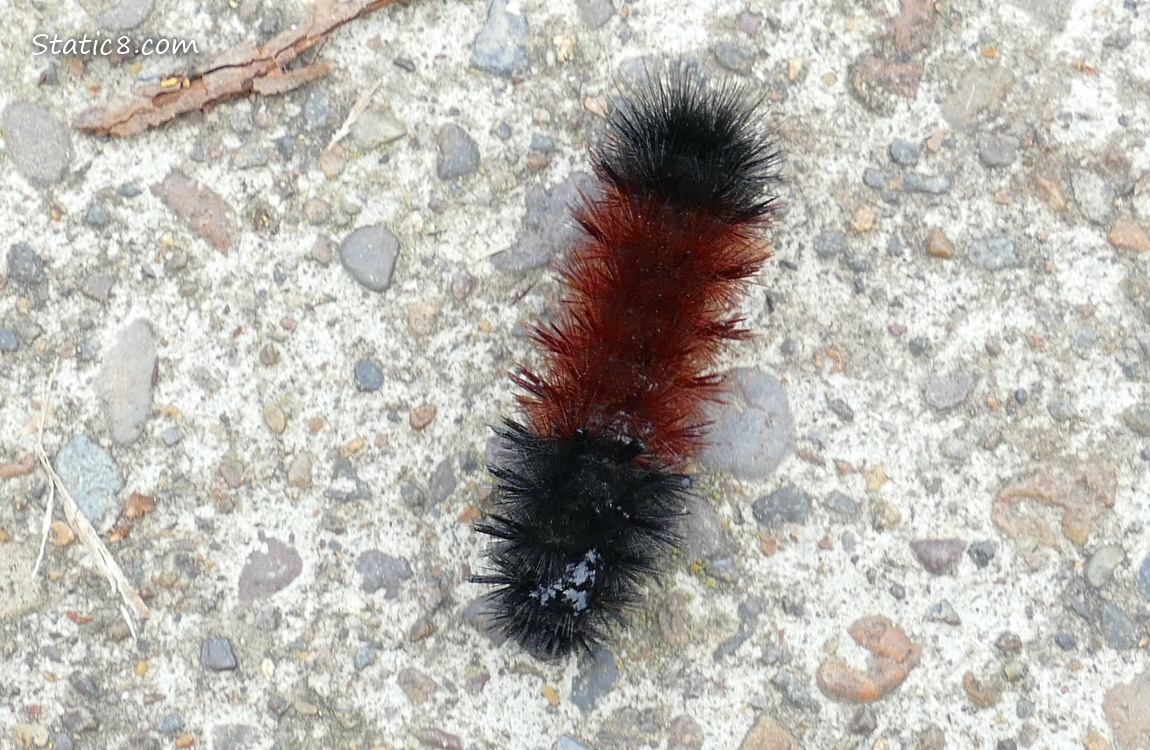 Woolly Bear caterpillar on the sidewalk
