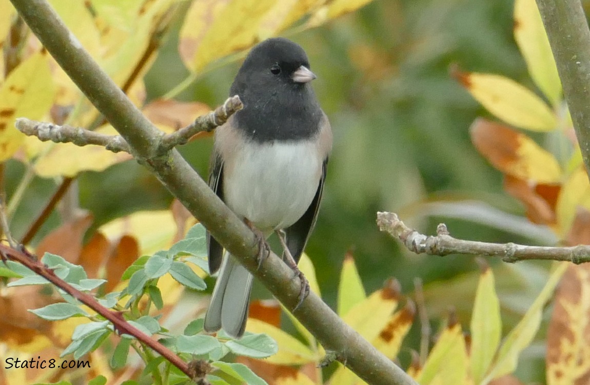 Dark Eyed Junco standing on a stick, surrounded by yellow leaves