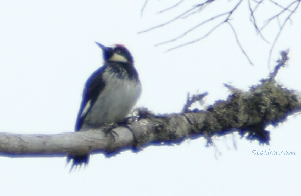 Acorn Woodpecker standing on a branch