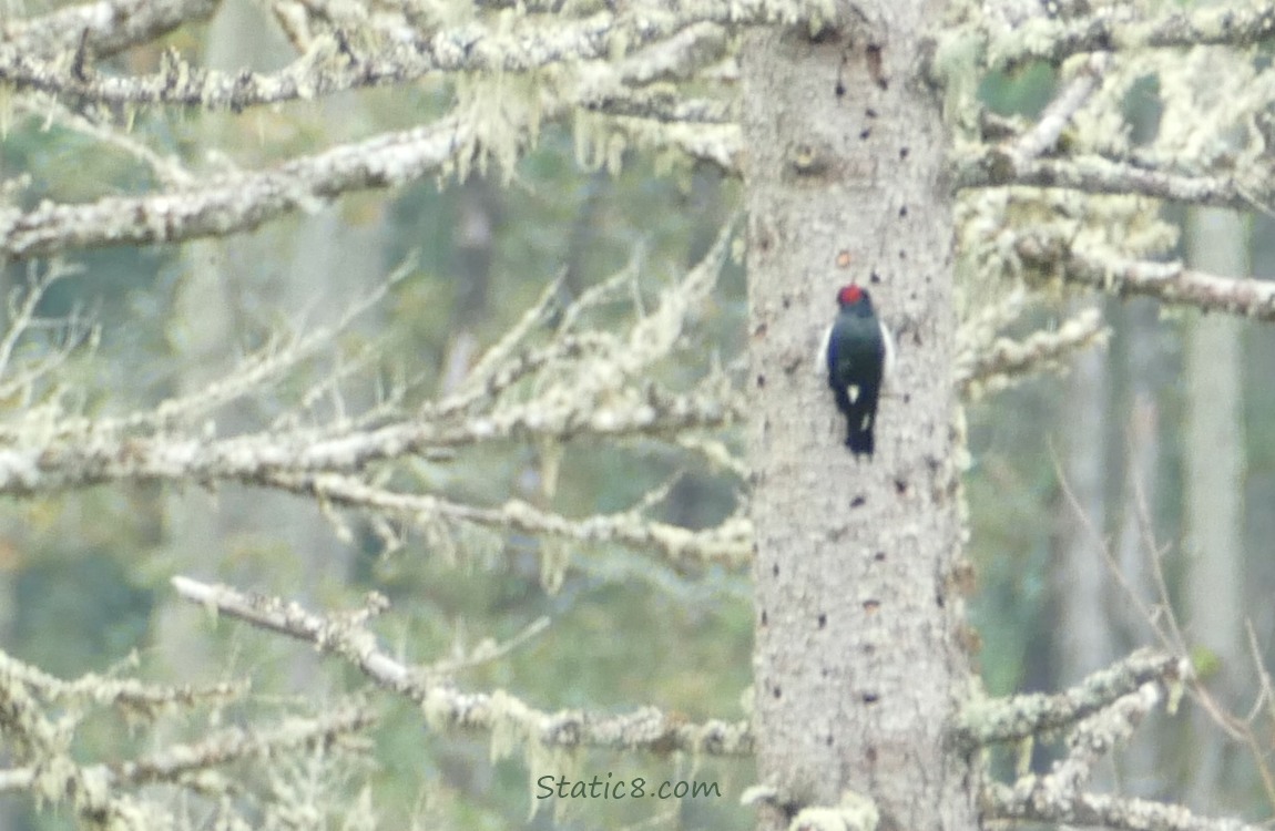 Acorn Woodpecker on the side of a tree, far away