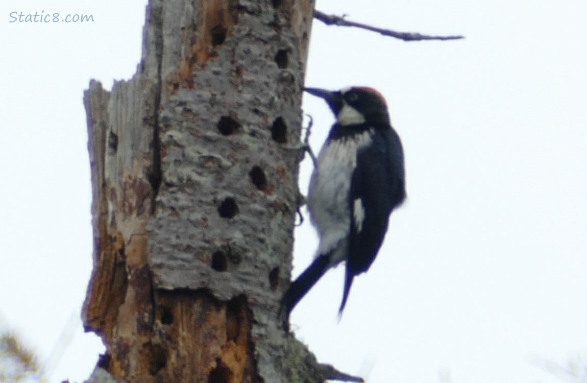 Acorn Woodpecker standing on the side of a granery tree
