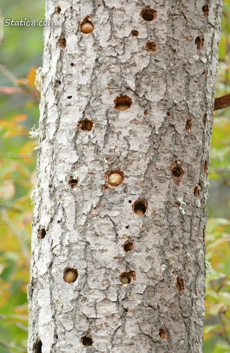 Tree trunk with holes, some filled with acorns