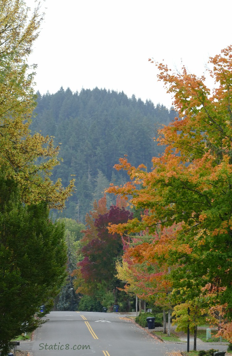 Autumn trees along a street with fir trees on the hill in the background
