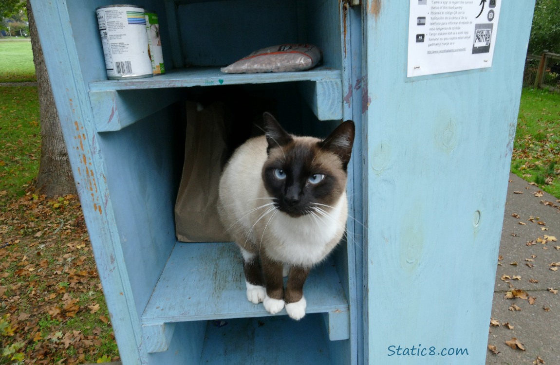 Siamese cat standing inside a Little Free Pantry
