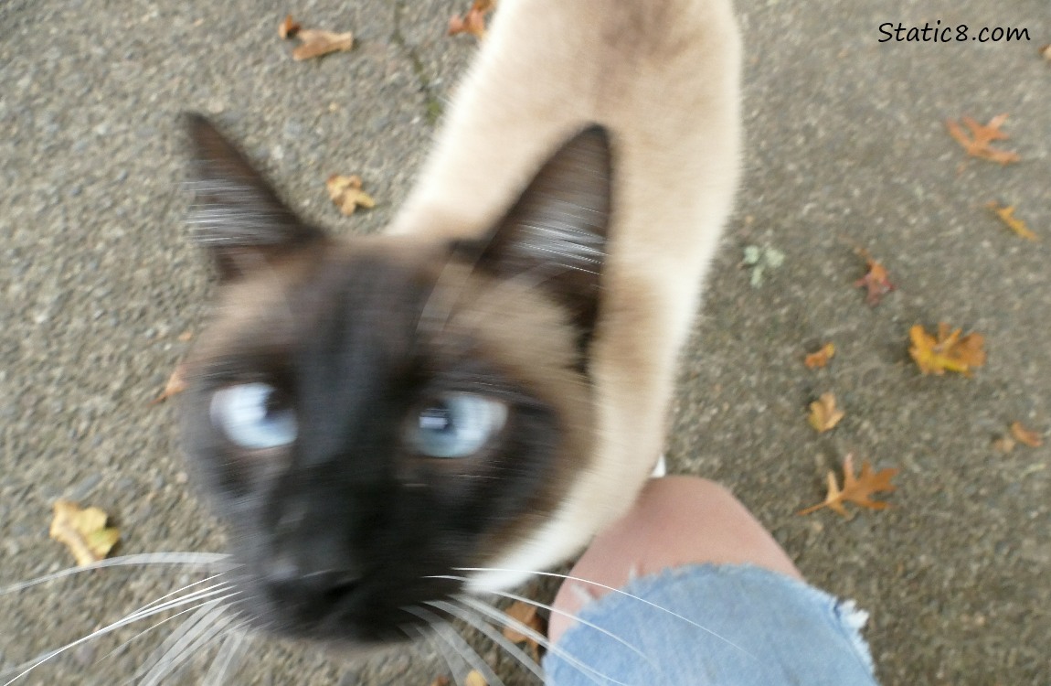 Blurry Siamese cat looking up