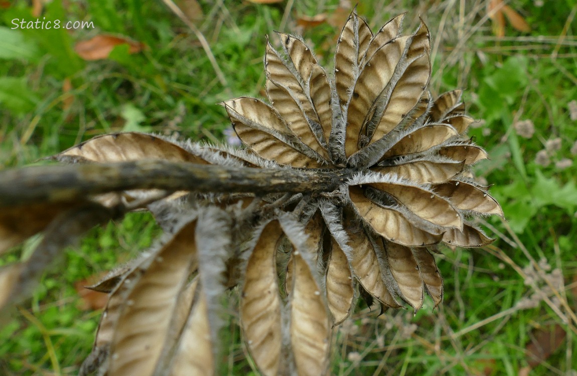 Lupine seed pods, open and empty