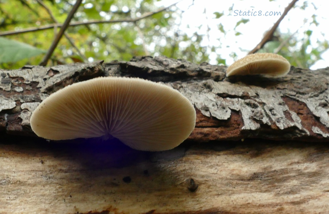 Mushrooms growing on a fallen tree trunk