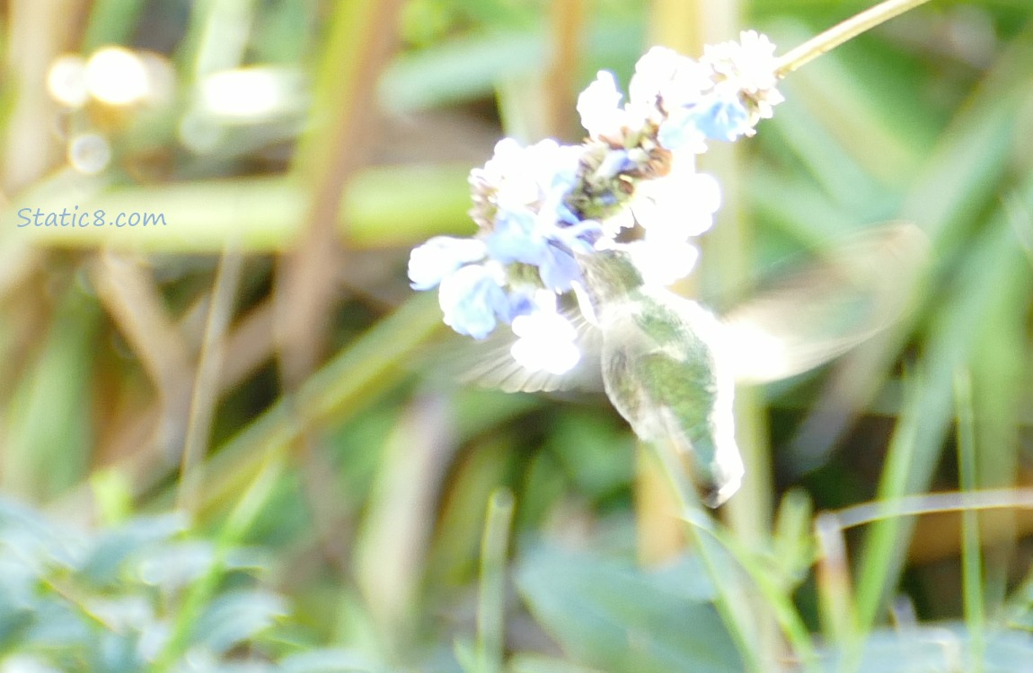 blurry and part over exposed hummingbird at a flower