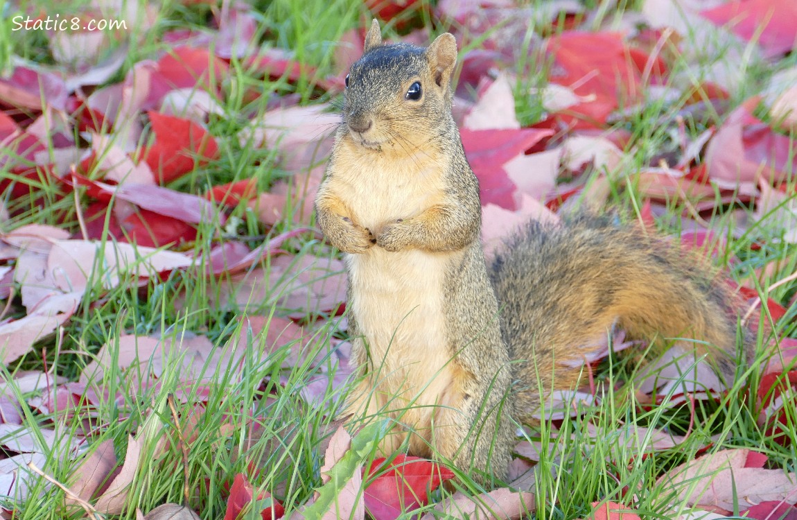 Eastern Fox Squirrel standing in the grass, surrounded by fallen leaves