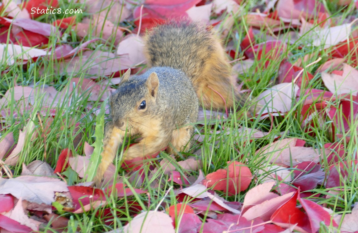 Eastern Fox Squirrel walks in the grass, surrounded by fallen leaves