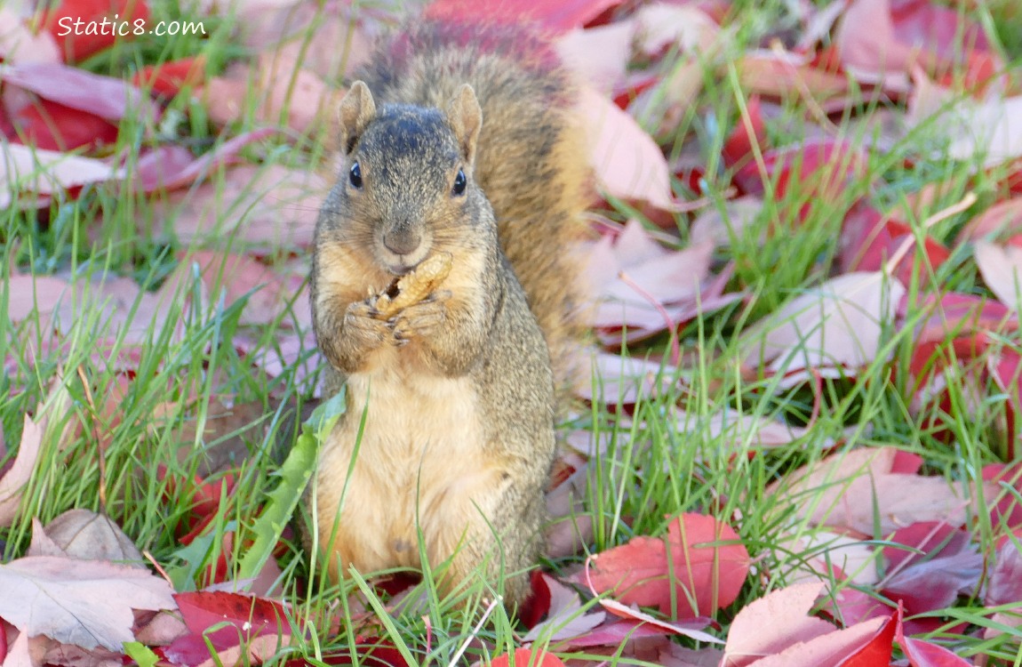Eastern Fox Squirrel eating a peanut