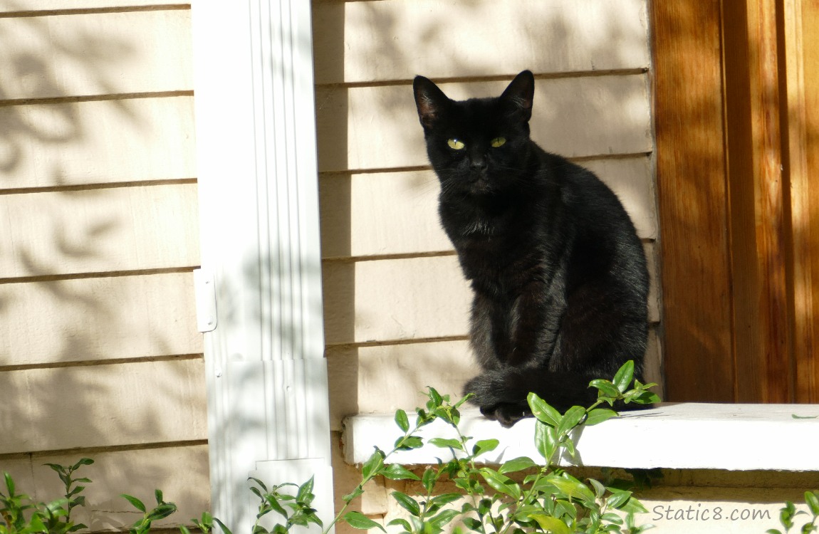 Black cat sitting on a porch