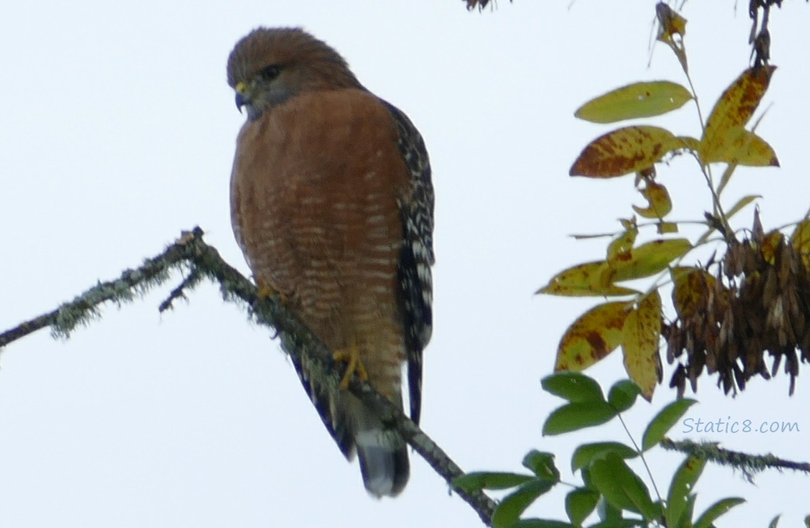 Red Shoulder Hawk standing on a mossy stick in a tree