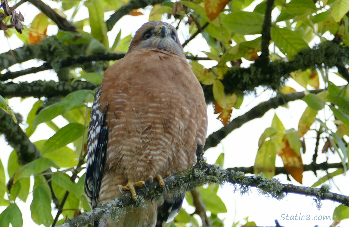 Red Shoulder Hawk standing on a stick in a tree