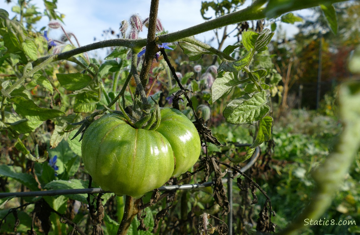 Green tomato growing on the vine