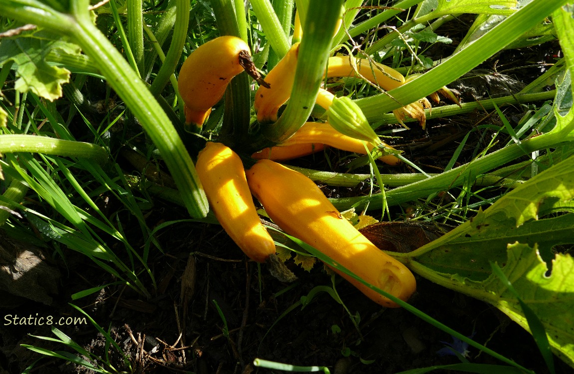 Yellow Zucchini squashes on the plant